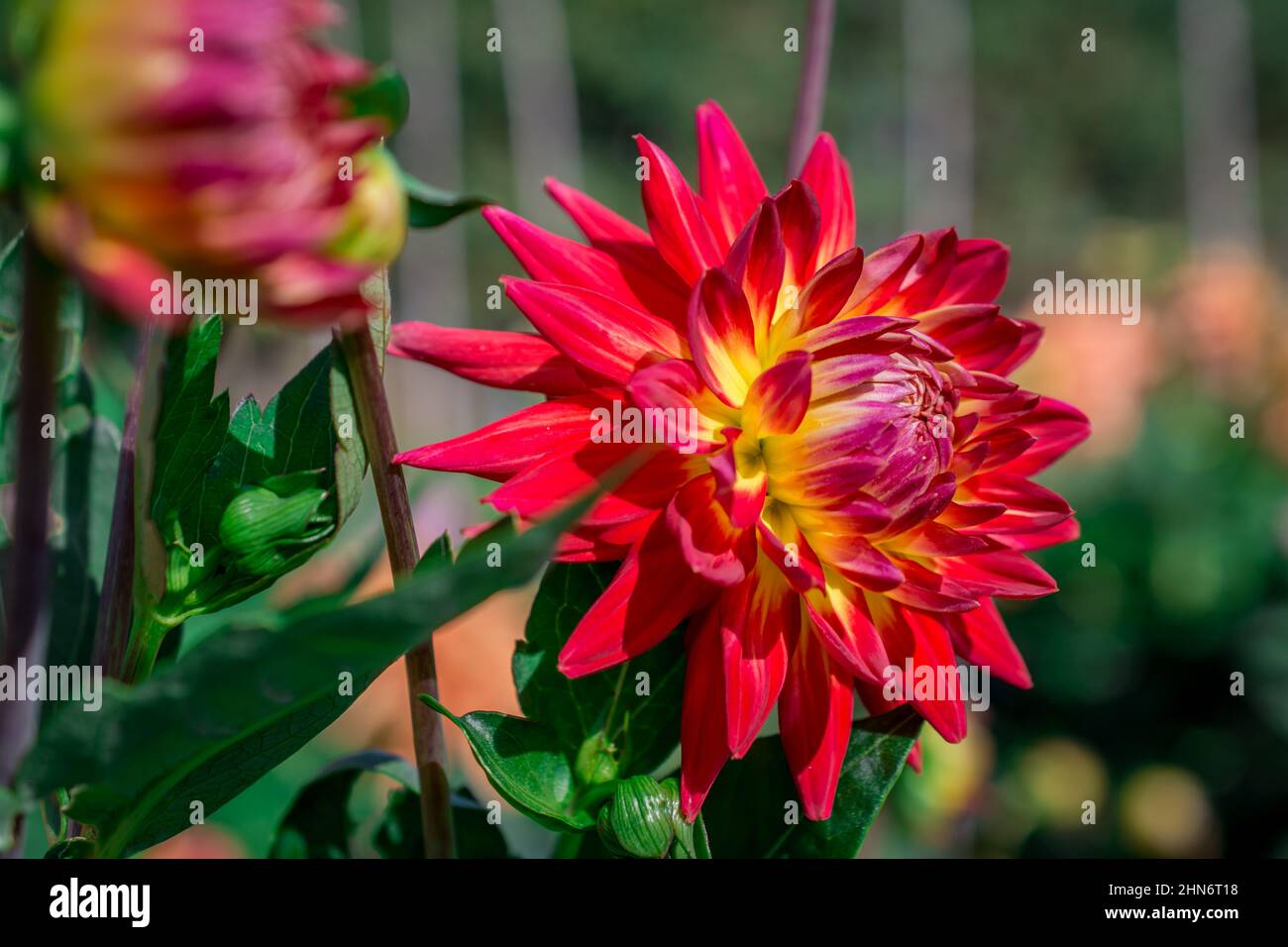 Beautiful summer dahlia flowers in traditional English garden Stock