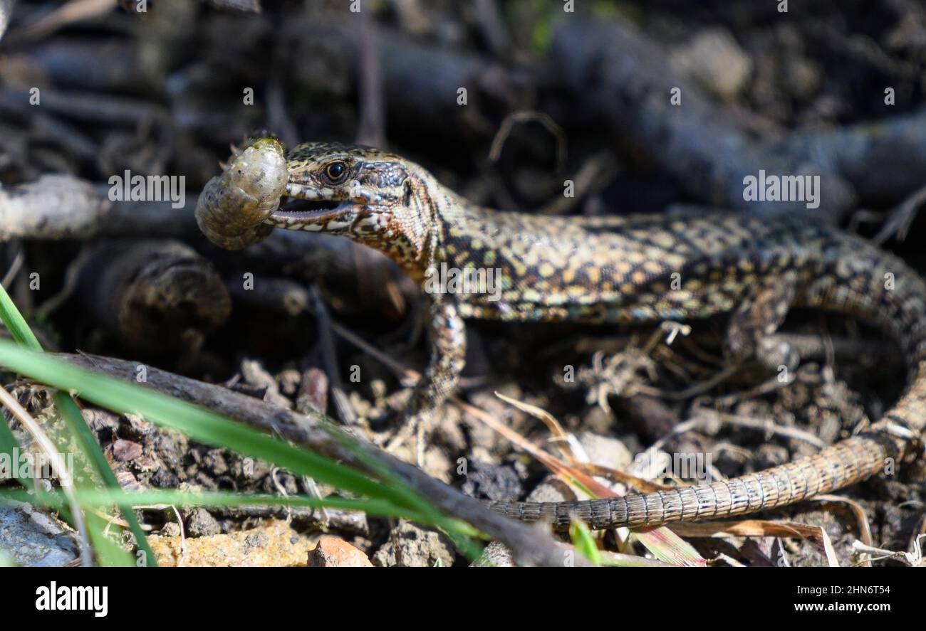 closeup of a lizard with a beetle larva in its mouth Stock Photo