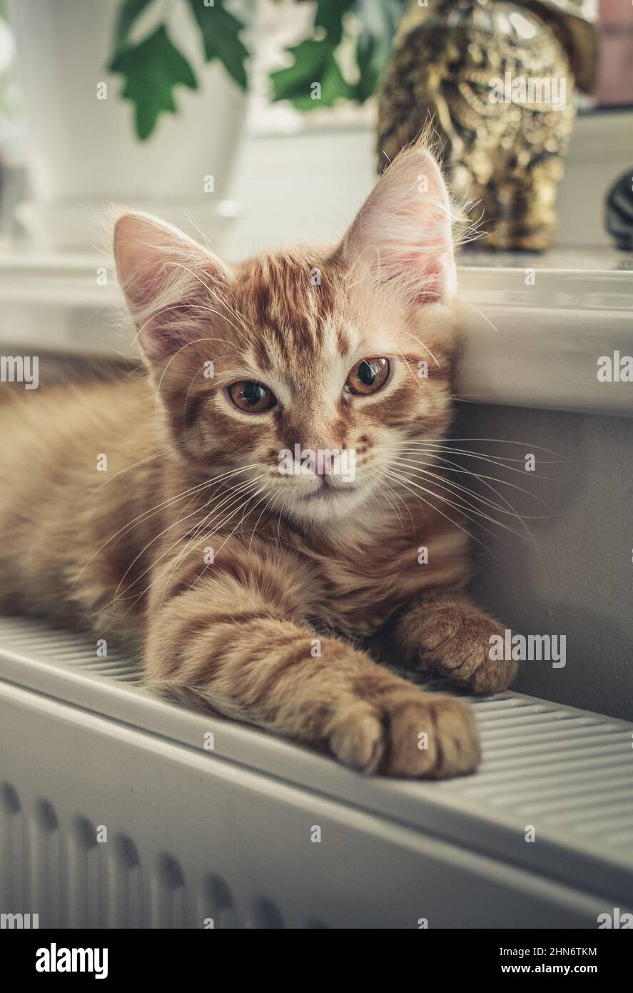 Cute little ginger kitten with amber eyes relaxing on the warm radiator