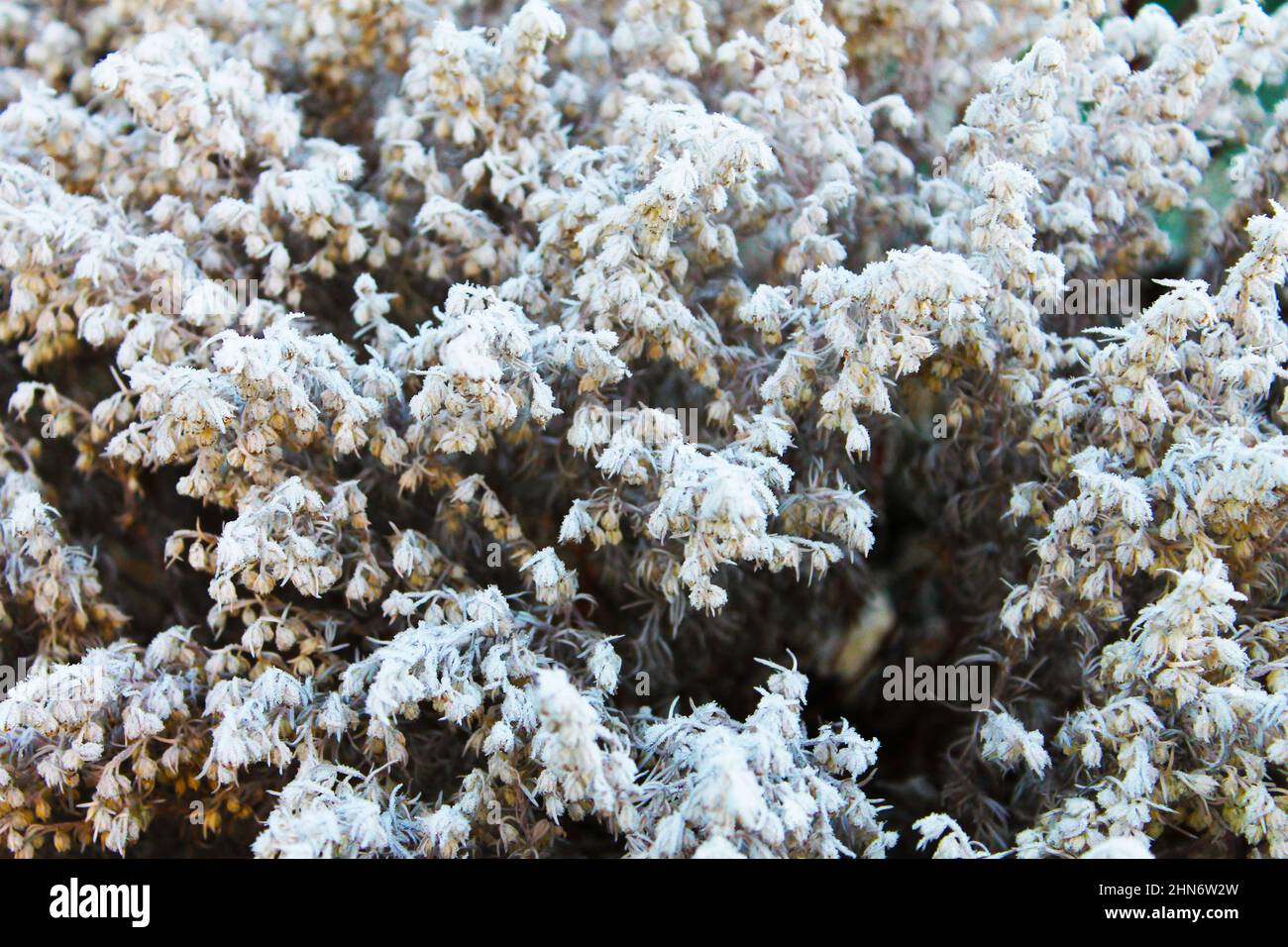 A light covering of frost on a Goats Beard plant Stock Photo