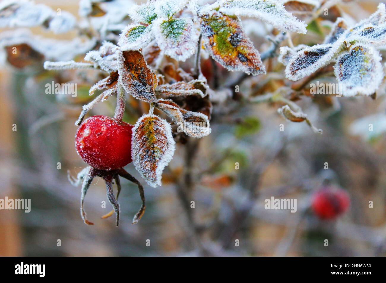 Frost on the leaves of a rose bush and on a rose hip. Stock Photo