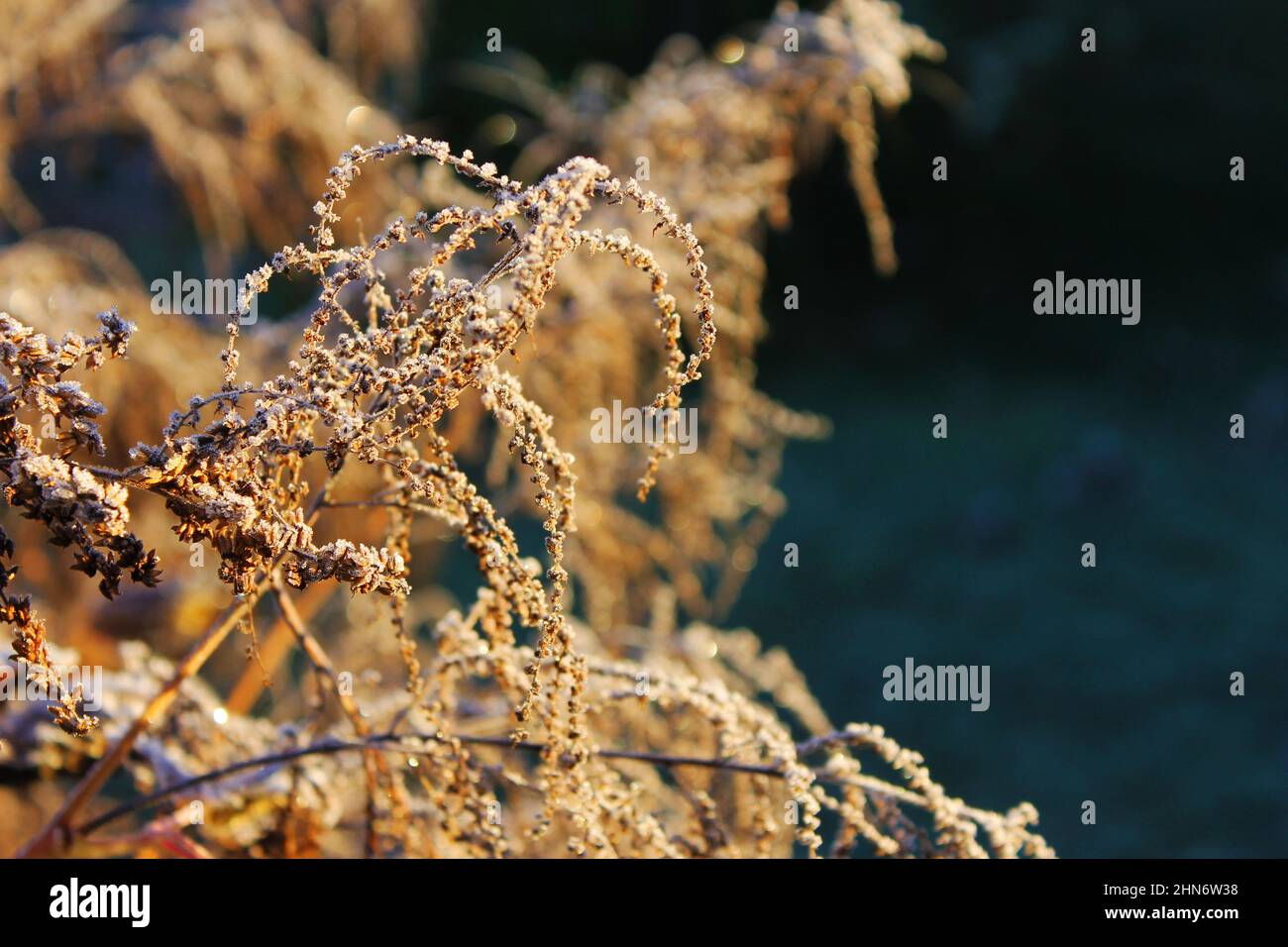 A light covering of frost on a Goats Beard plant Stock Photo