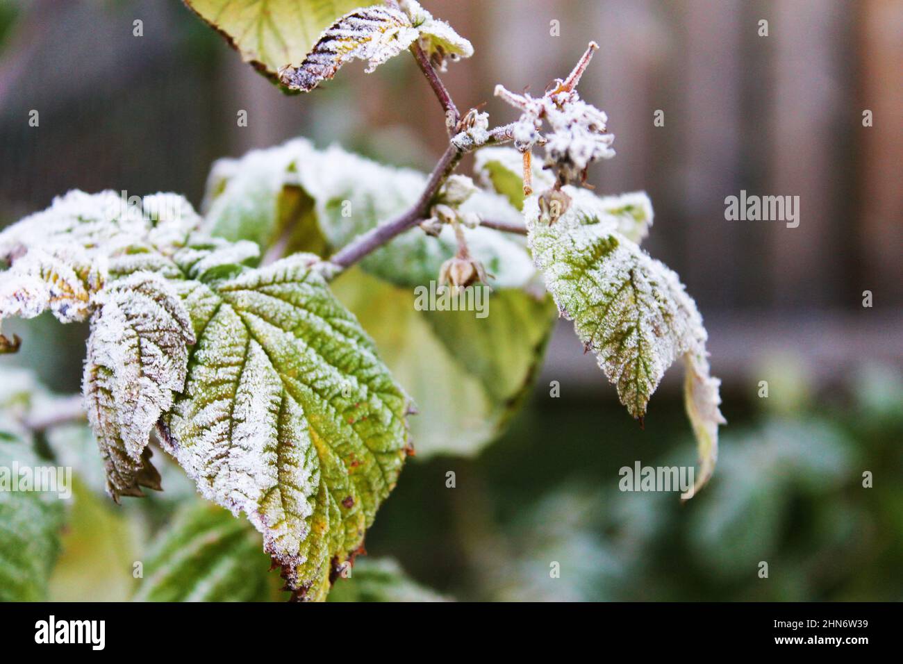 A light layer of frost on the leaves of a raspberry bush Stock Photo ...