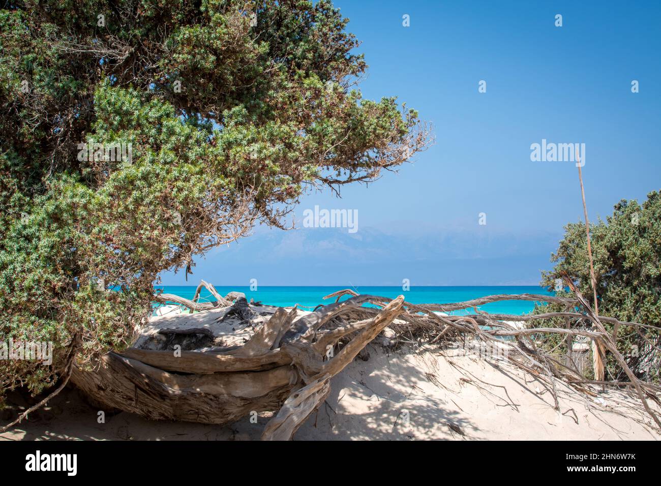 Detail of a dried up cedar tree trunk ,white sand ,Chrissi island.Greece Stock Photo