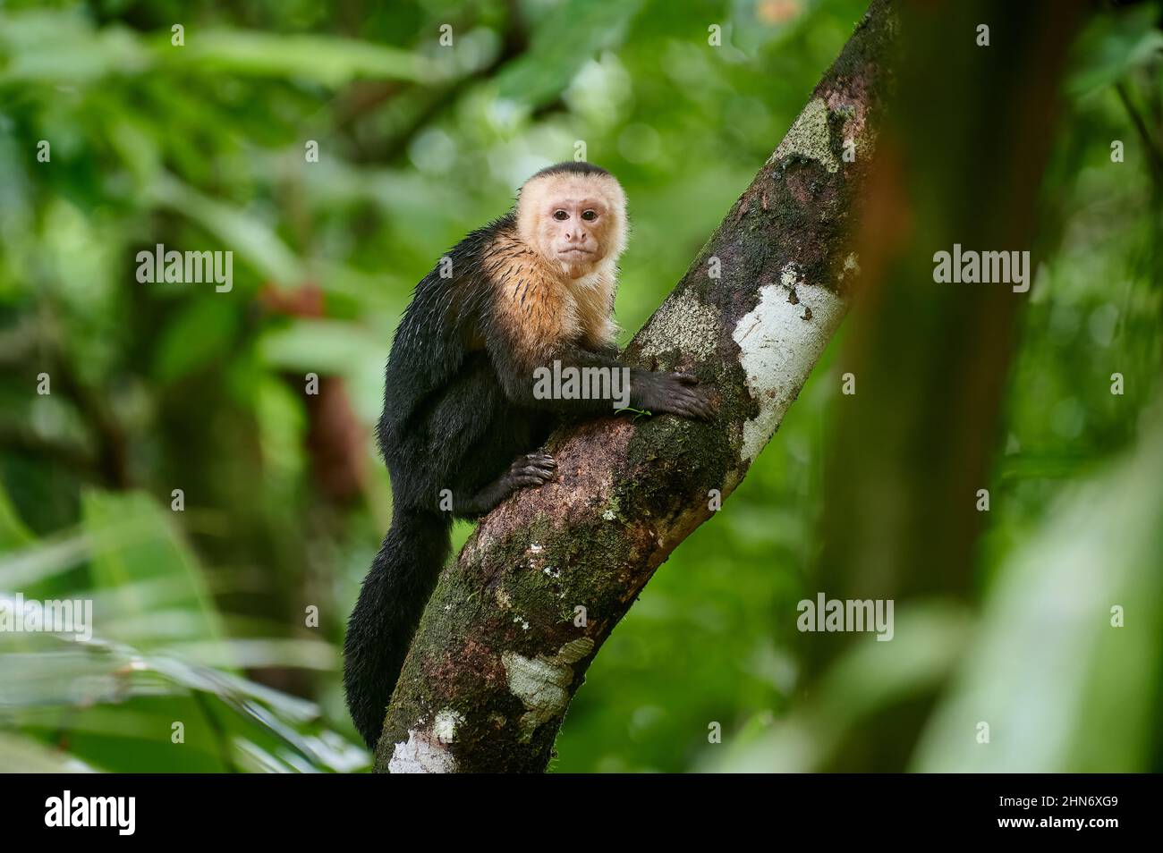 Panamanian white-faced capuchin (Cebus imitator), Uvita, Costa Rica, Central America Stock Photo