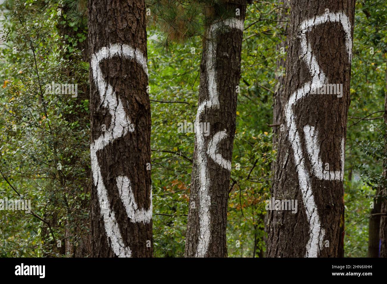 Ramas de arboles artistica hi-res stock photography and images - Alamy