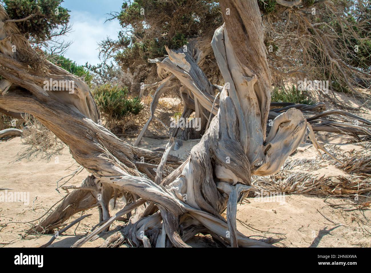 Detail of a dried up cedar tree trunk ,white sand ,Chrissi island.Greece Stock Photo
