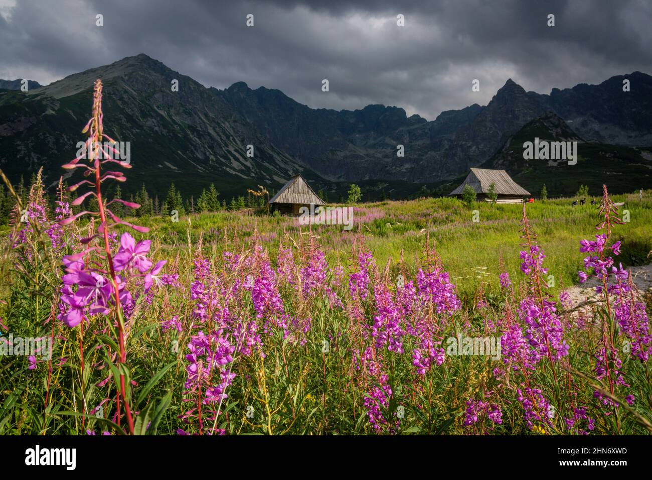 cabaña, Valle de gasienicowa , parque nacional Tatra, voivodato de la Pequeña Polonia, Cárpatos,  Polonia, europe Stock Photo