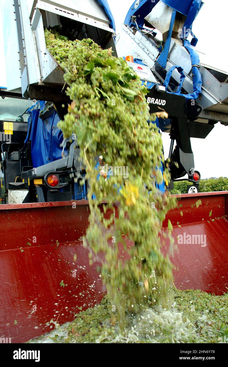 FRANCE. CHARENTE-MARITIME (17). ISLAND OF OLERON. MECANICAL GRAPE HARVEST IN THE NORTH OF THE ISLAND. Stock Photo