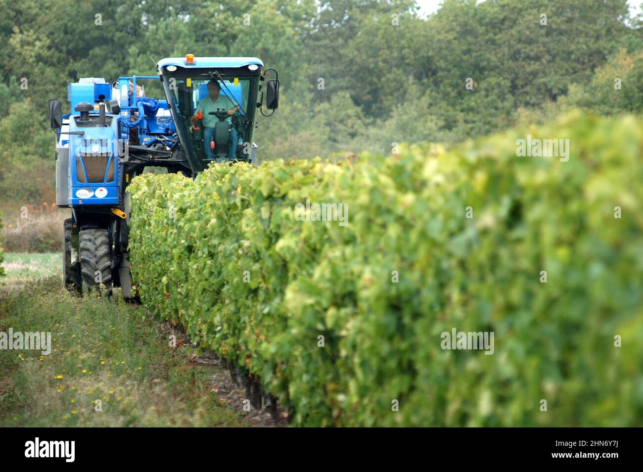 FRANCE. CHARENTE-MARITIME (17). ISLAND OF OLERON. MECANICAL GRAPE HARVEST IN THE NORTH OF THE ISLAND. Stock Photo