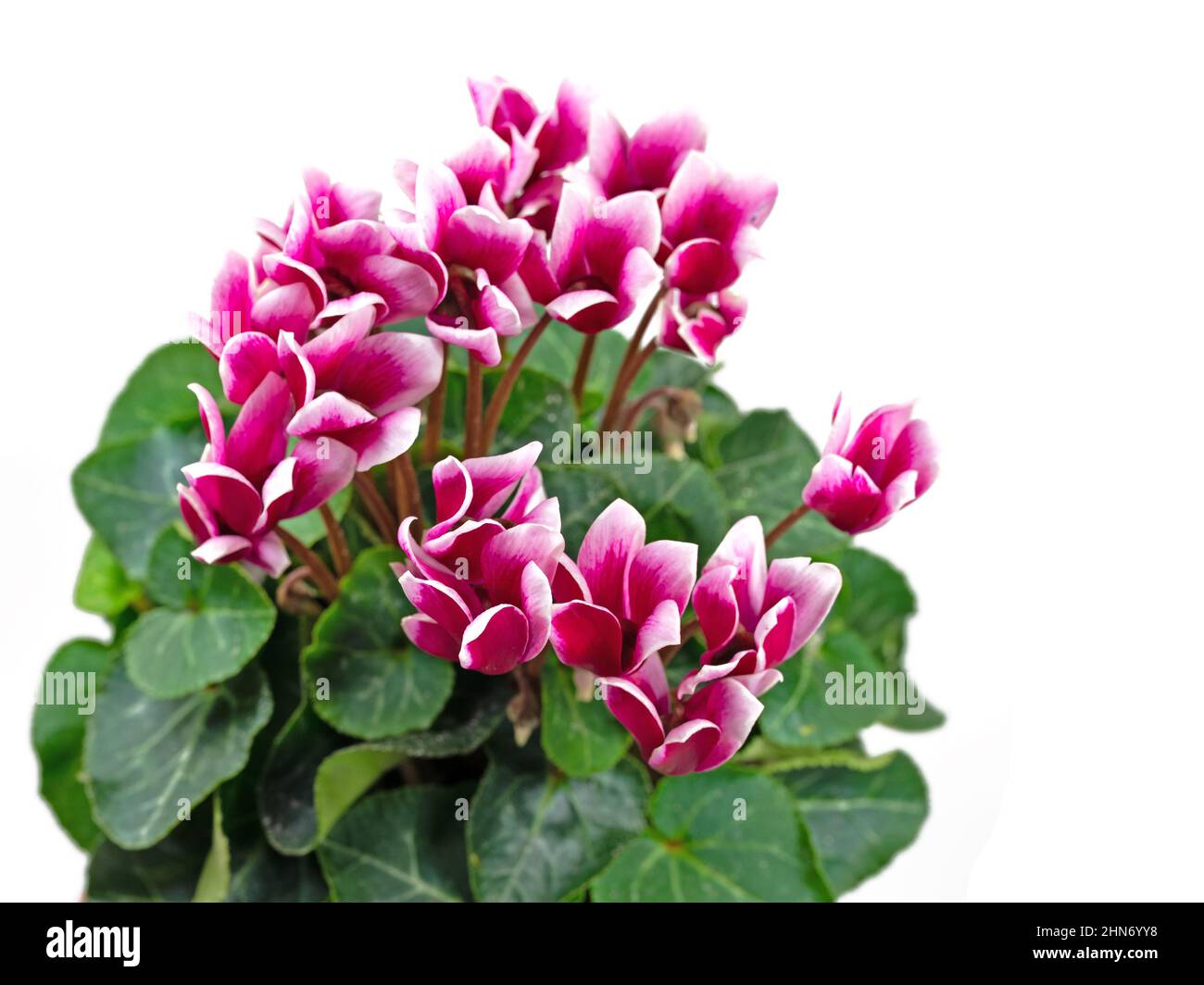Cyclamen, Cyclamen persicum, isolated against white background Stock Photo