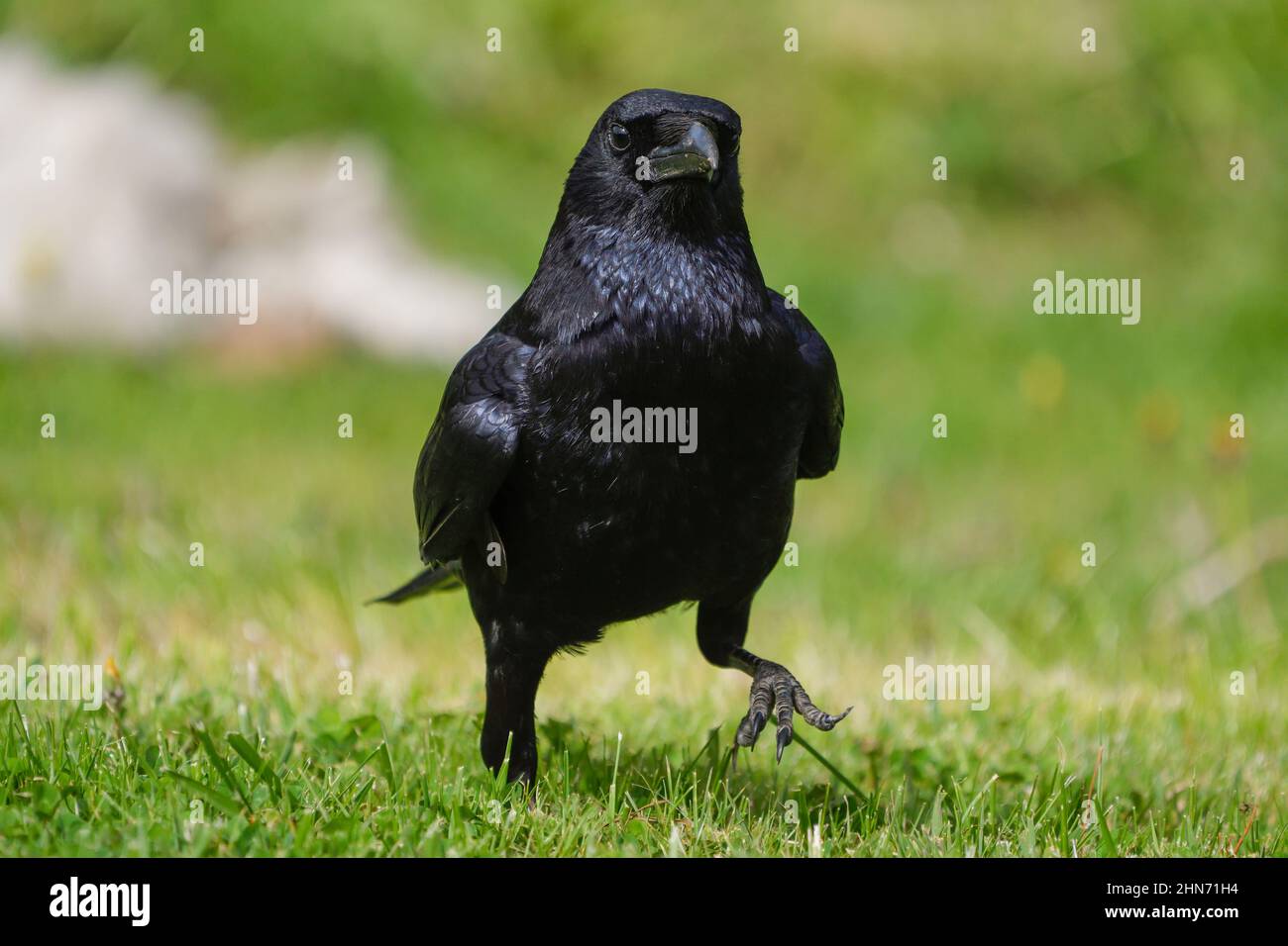 closeup of a carrion crow perched in a meadow Stock Photo