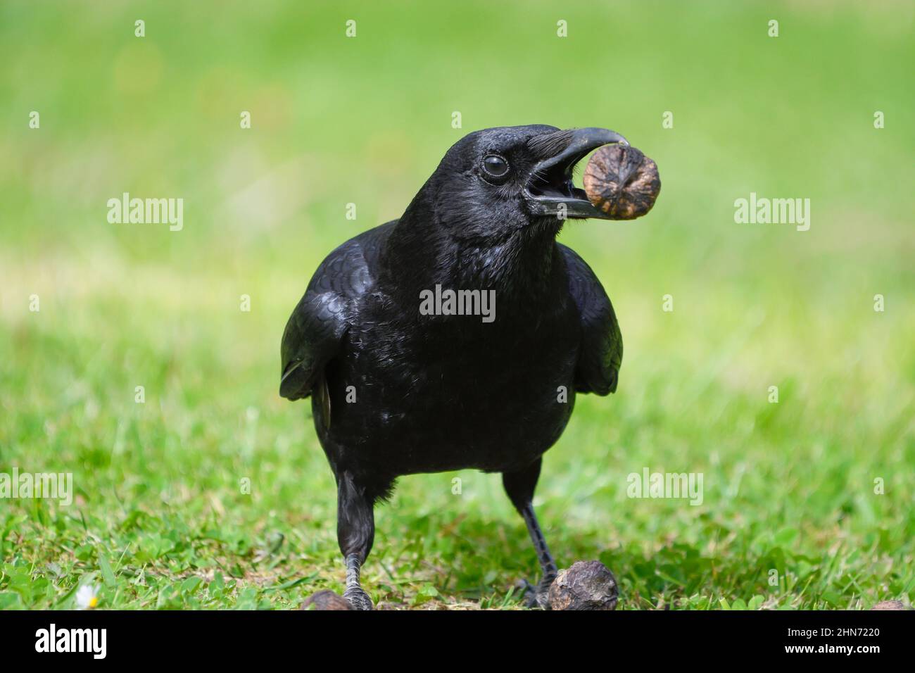 closeup of a carrion crow carrying a walnut in its beak Stock Photo