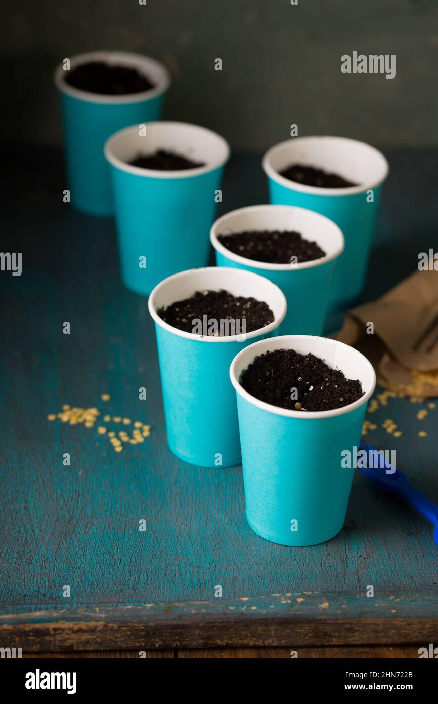 Sprouting pepper seeds before planting in gardening Stock Photo Alamy