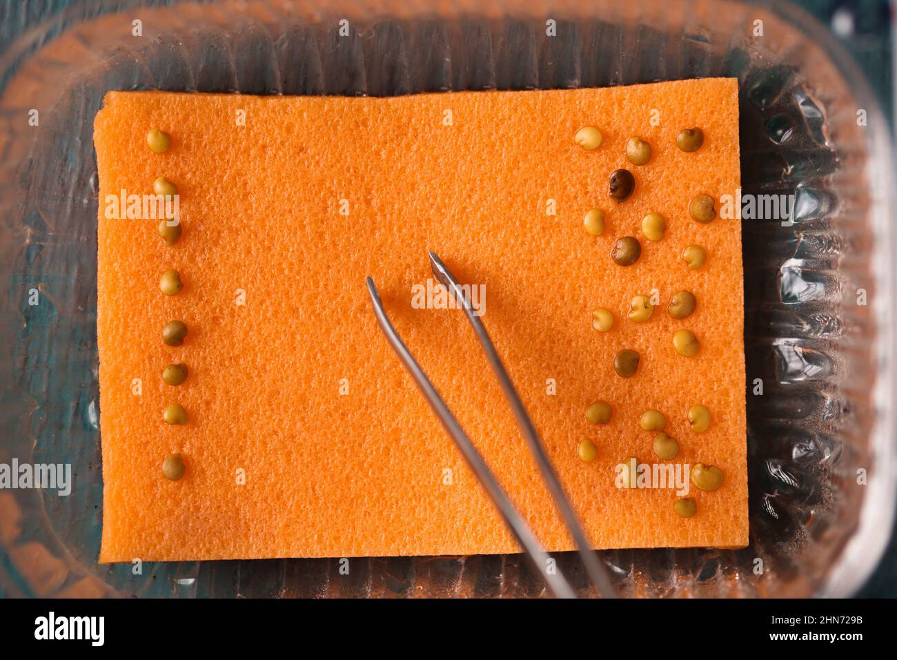 Sprouting eggplant seeds before planting in gardening Stock Photo Alamy