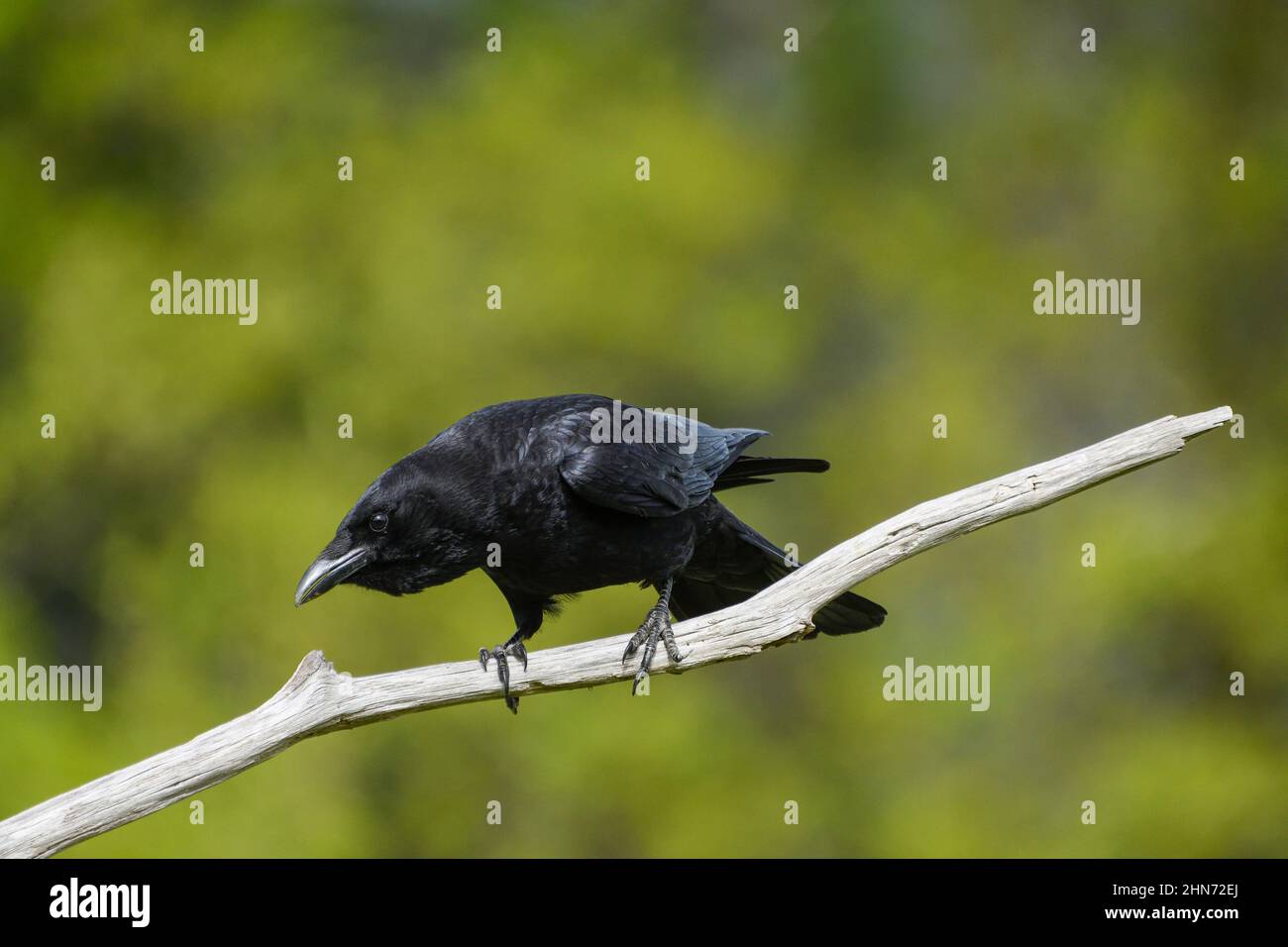 Close-up of a Carrion crow perched on a branch Stock Photo