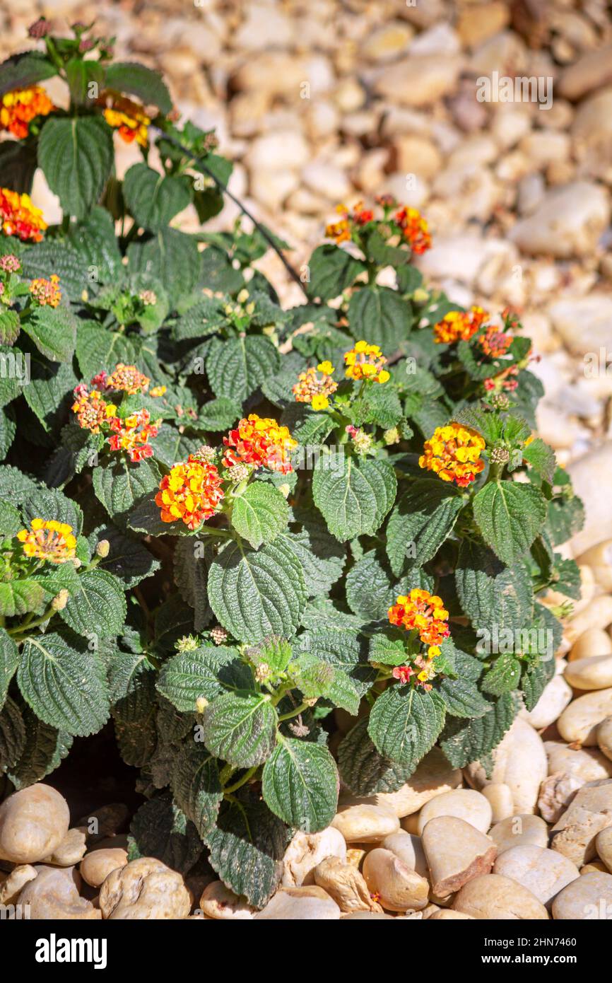 Lantana camara close up background flower detail, a species of flowering plant within the Verbenaceae family, native to the American tropics, widely c Stock Photo