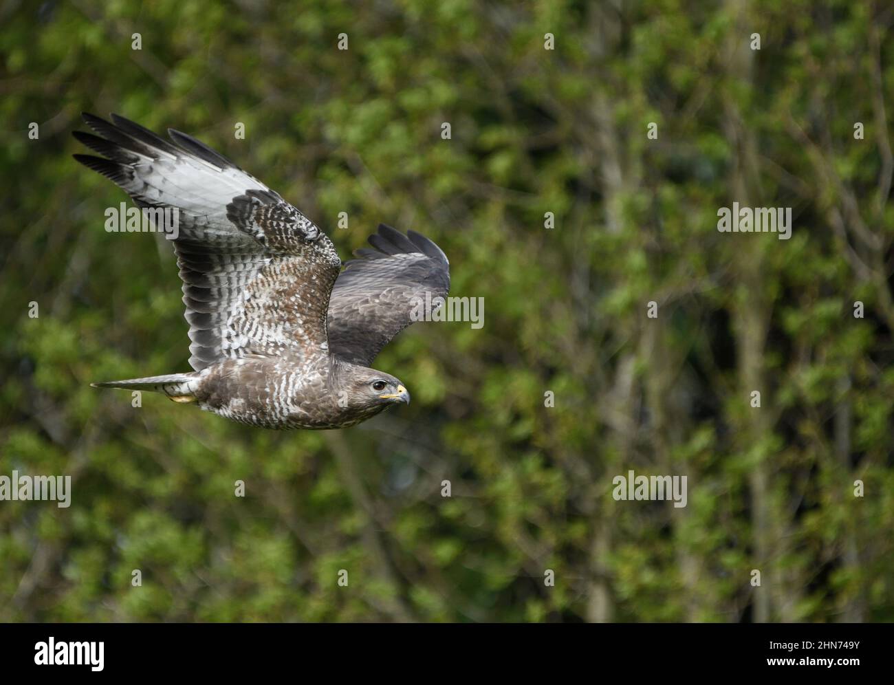 Buzzard in flight with the forest in the background Stock Photo