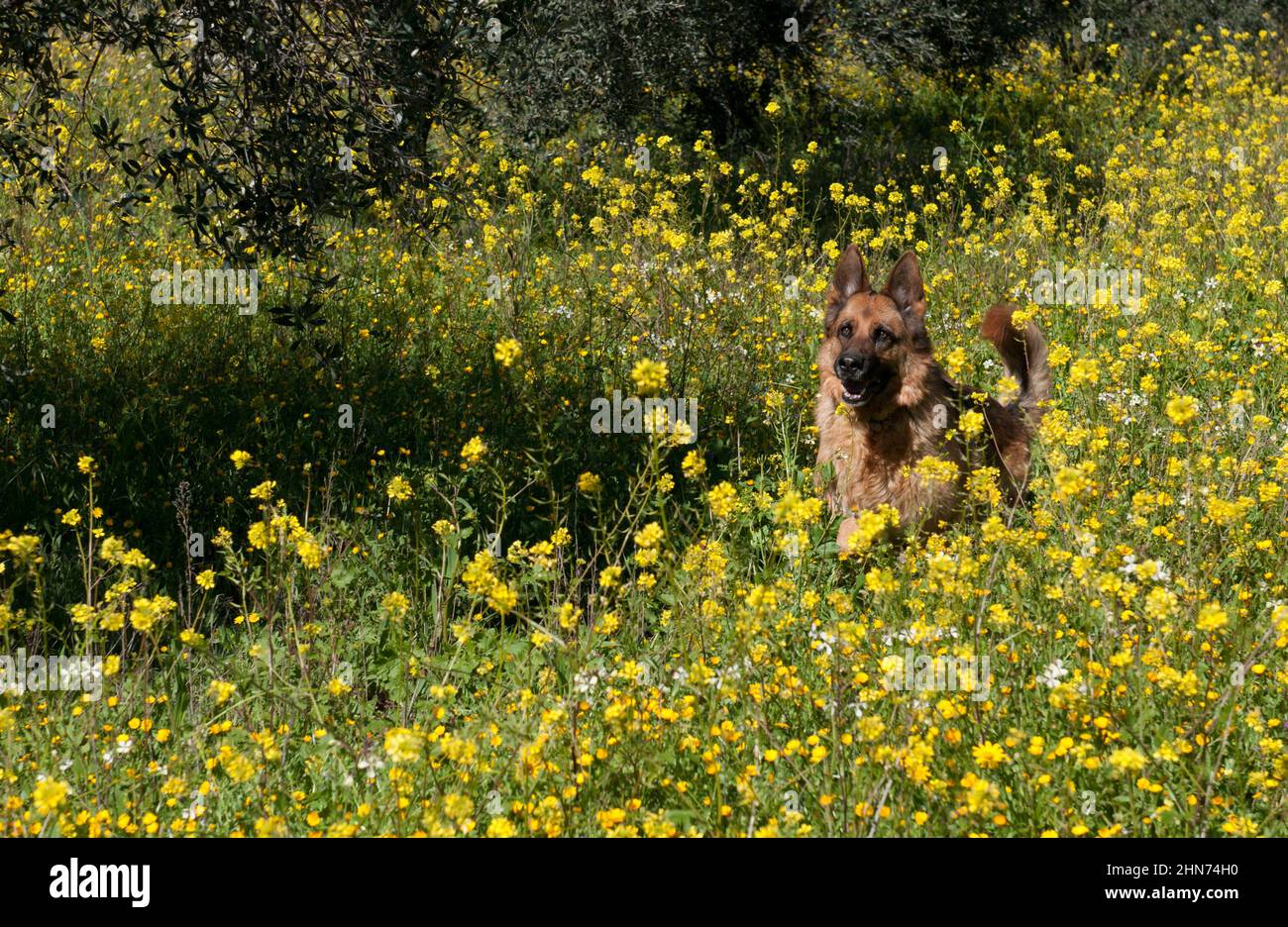 Shepherd dog running in the field with yellow flower in spring. Dog training outdoor Stock Photo