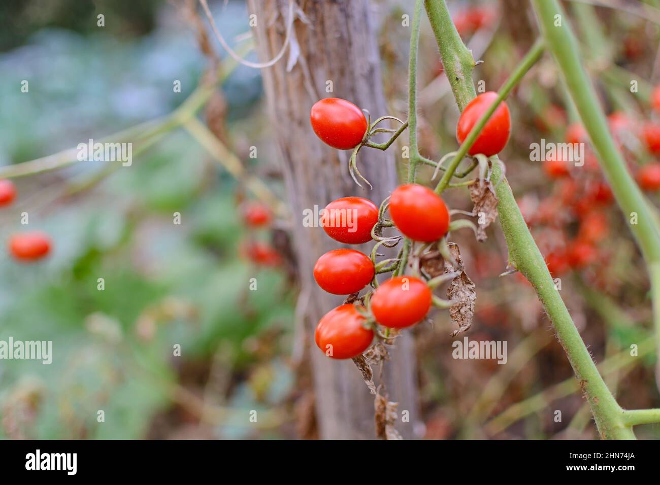 The fruit of Baby tomato, Cherry tomato (Lycopersicon esculentum) in the greenhouse close Stock Photo