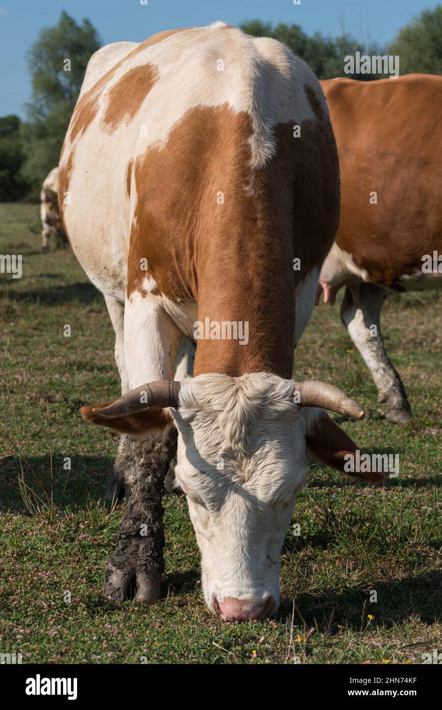 Front view of orange and white colour cow in pasture while grazing green grass Stock Photo