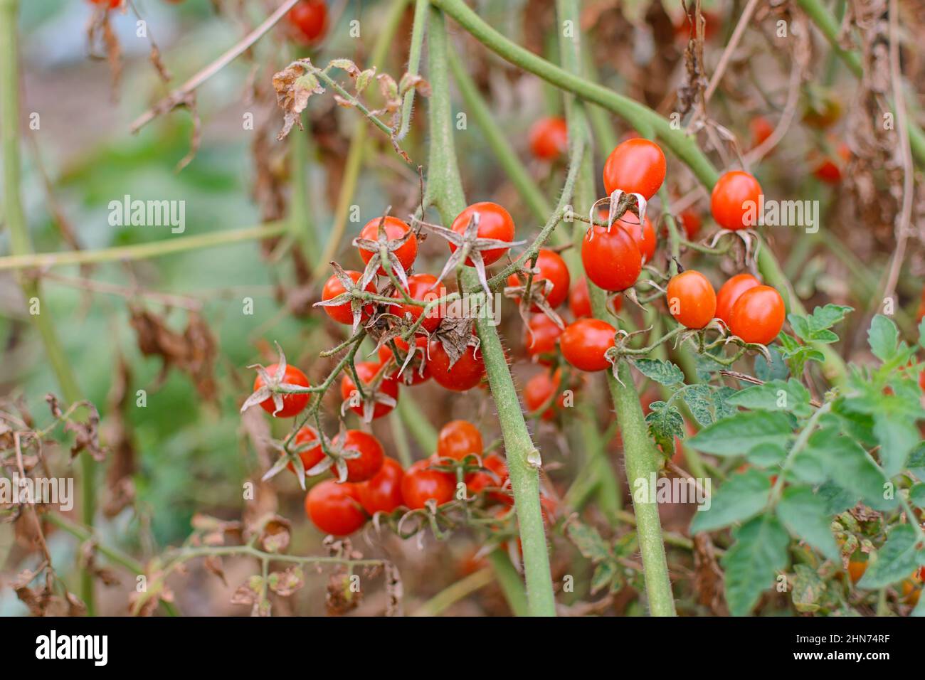 The fruit of Baby tomato, Cherry tomato (Lycopersicon esculentum) in the greenhouse Stock Photo