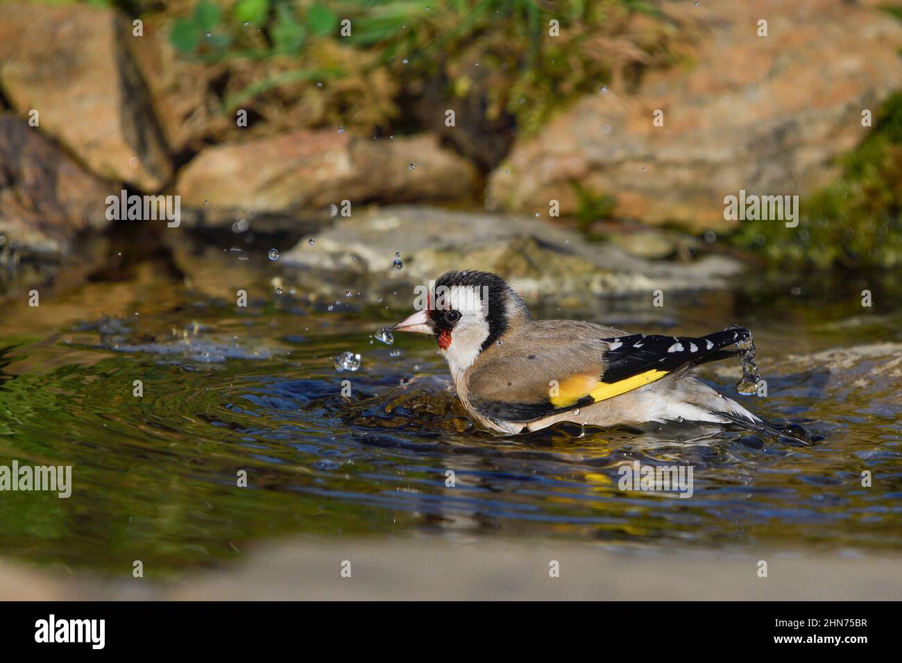 Close-up of a goldfinch bathing in a river Stock Photo