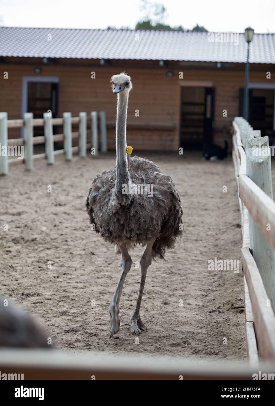 Ostrich standing on sandy earth in a poultry farm, wooden fences and barn Stock Photo