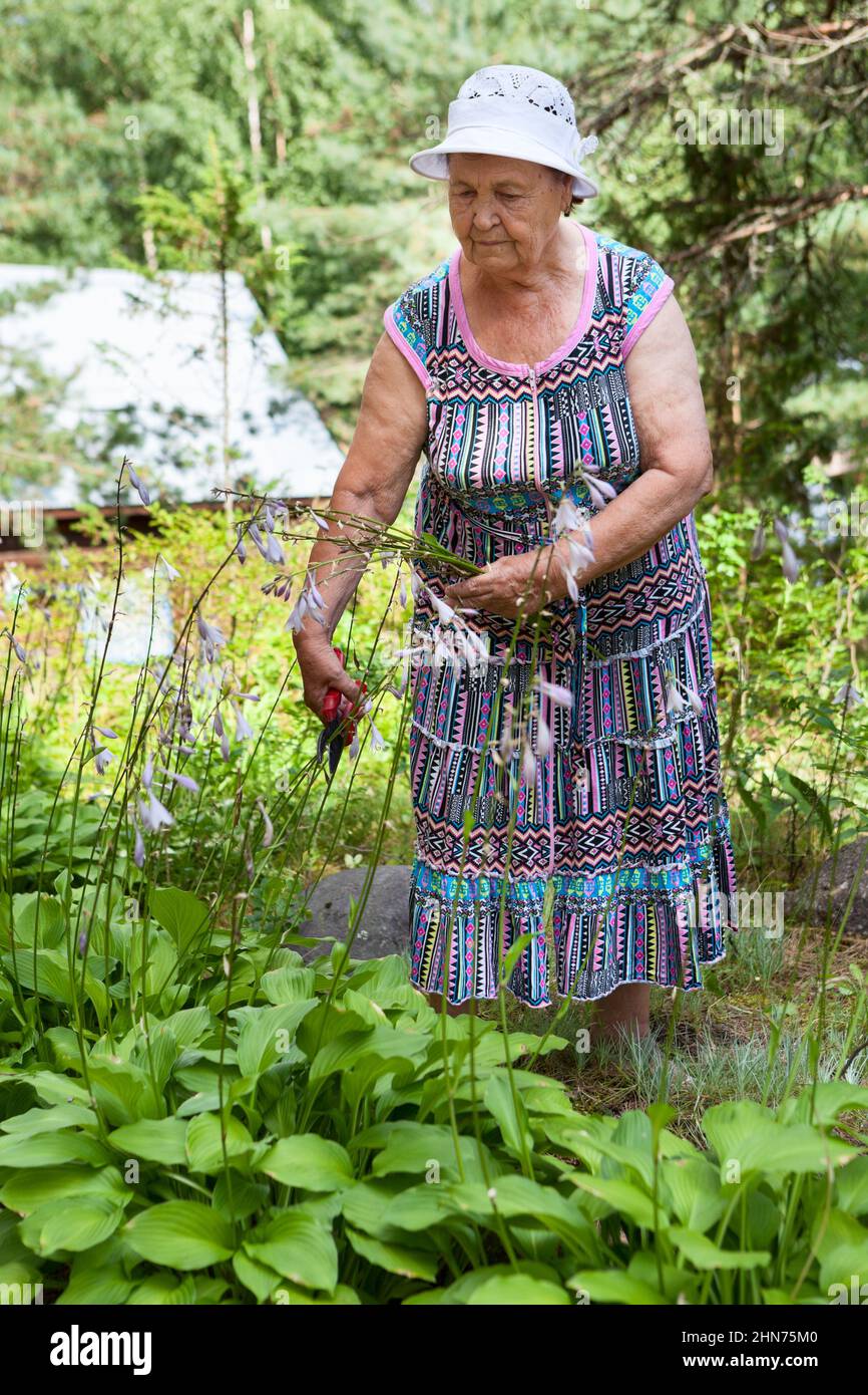 Grandma cutting flowers with trimmer in garden, one mature woman Stock