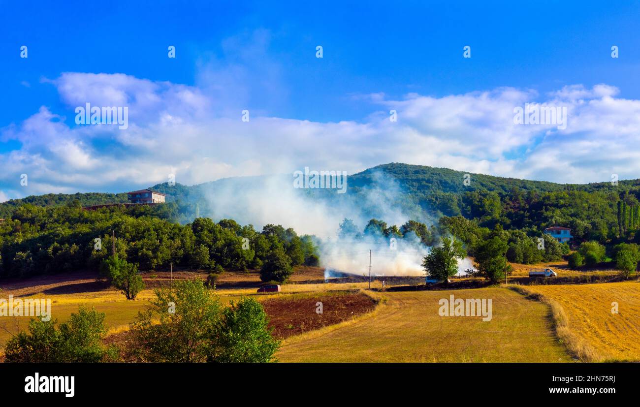 Forest Fire. Wildfire. fresh forest fire. The lush forest is starting to burn and smoke is spreading. stubble fire spreading into the forest damage Stock Photo