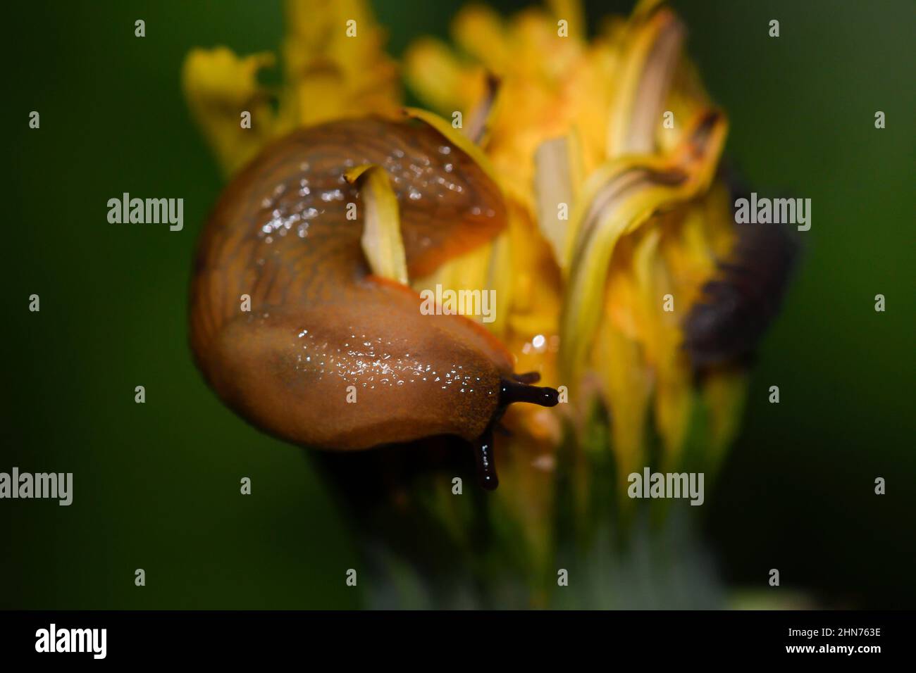 Close-up of a slug eating a dandelion flower Stock Photo