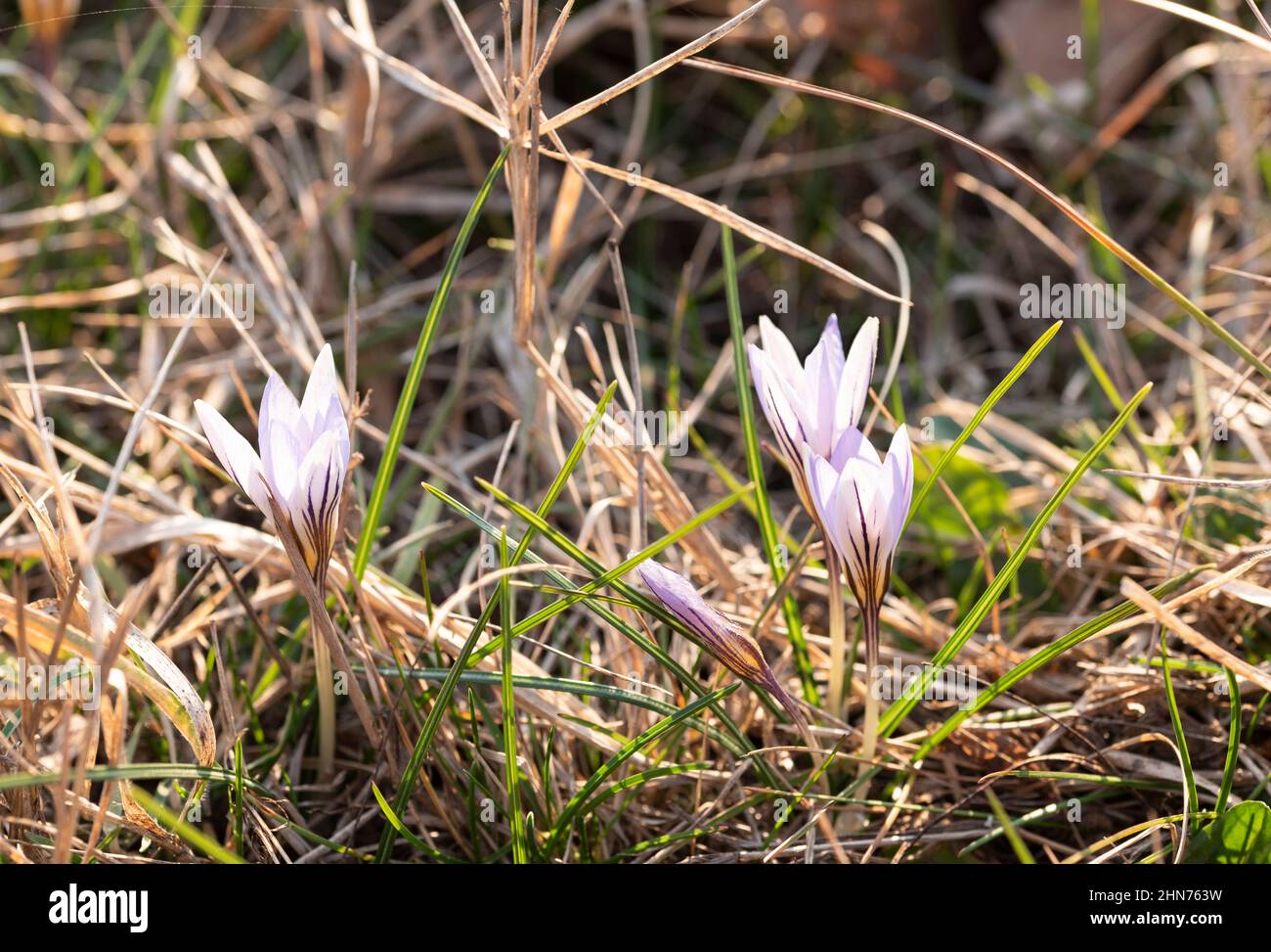 crocus flowers wild flowers during springtime Stock Photo