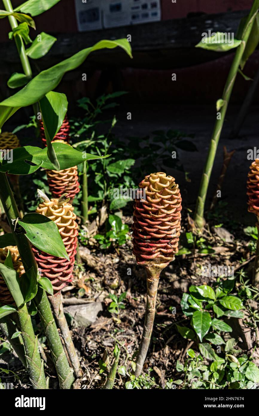 A maraca ginger (Zingiber spectabile) blooms in a country garden in Jinotega Department, Nicaragua Stock Photo