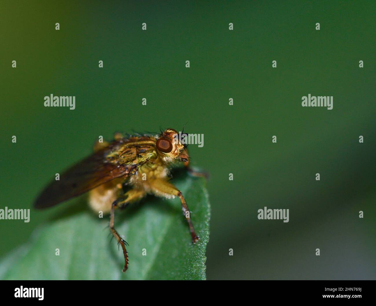 closeup of yellow dung fly perched on a leaf Stock Photo