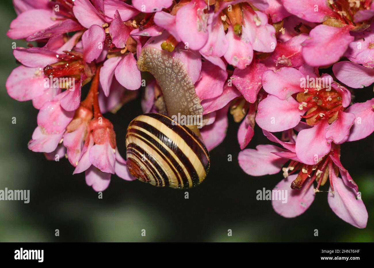 grove snail on bergenia flowers Stock Photo