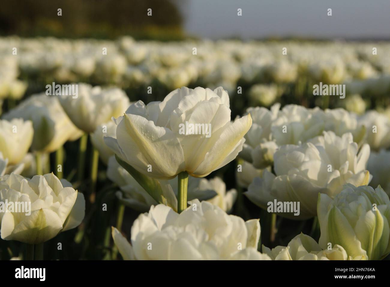 a white double peony tulip closeup in a big field in the dutch countryside in springtime Stock Photo