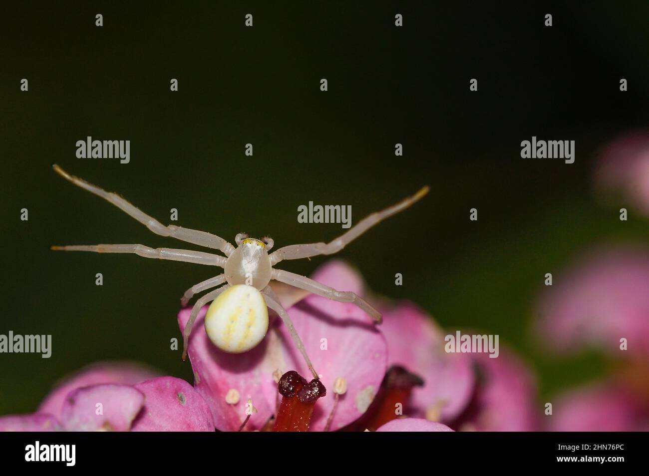 Close-up of a crab spider in hunting attitude in the flowers of a bergenia Stock Photo