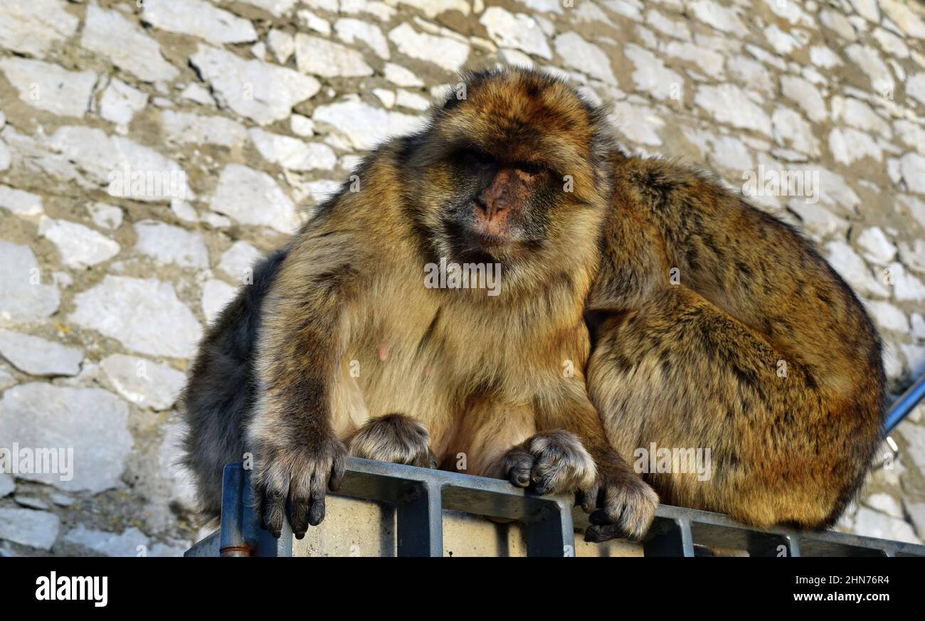 Two wild barbary macaque or called simply Gibraltar monkeys sitting on ...