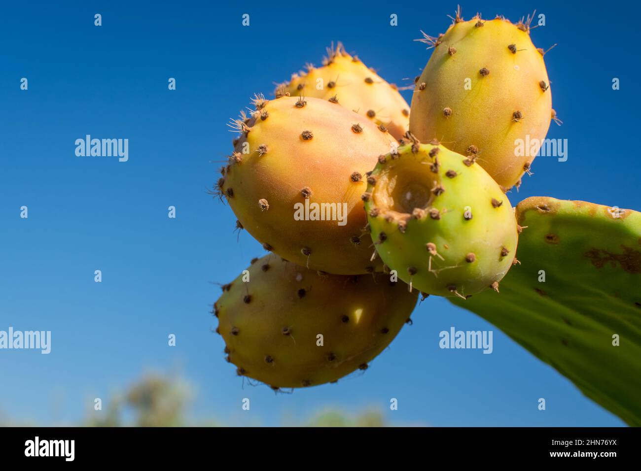 photo of cactus with edible fruits Stock Photo Alamy