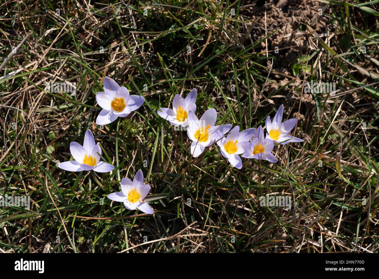 crocus flowers wild flowers during springtime Stock Photo