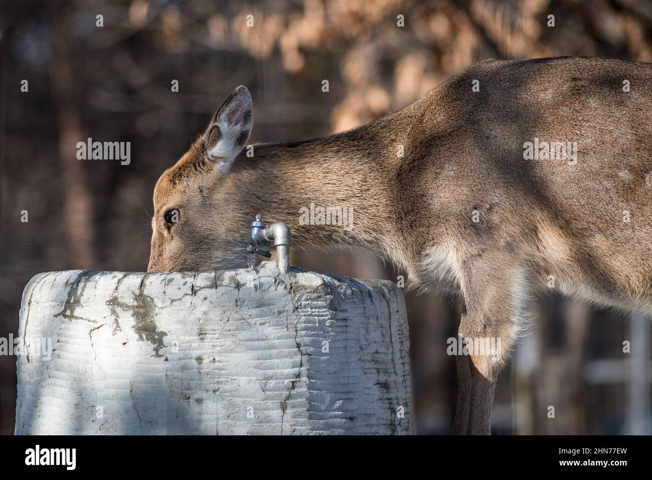 Antelope drinking water from a well in the wilderness Stock Photo Alamy