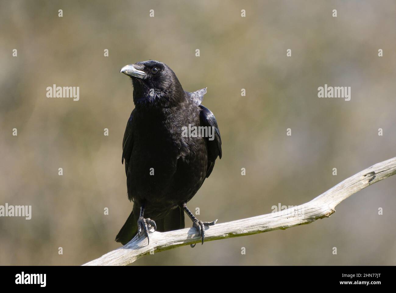 Close-up of a Carrion crow perched on a branch Stock Photo