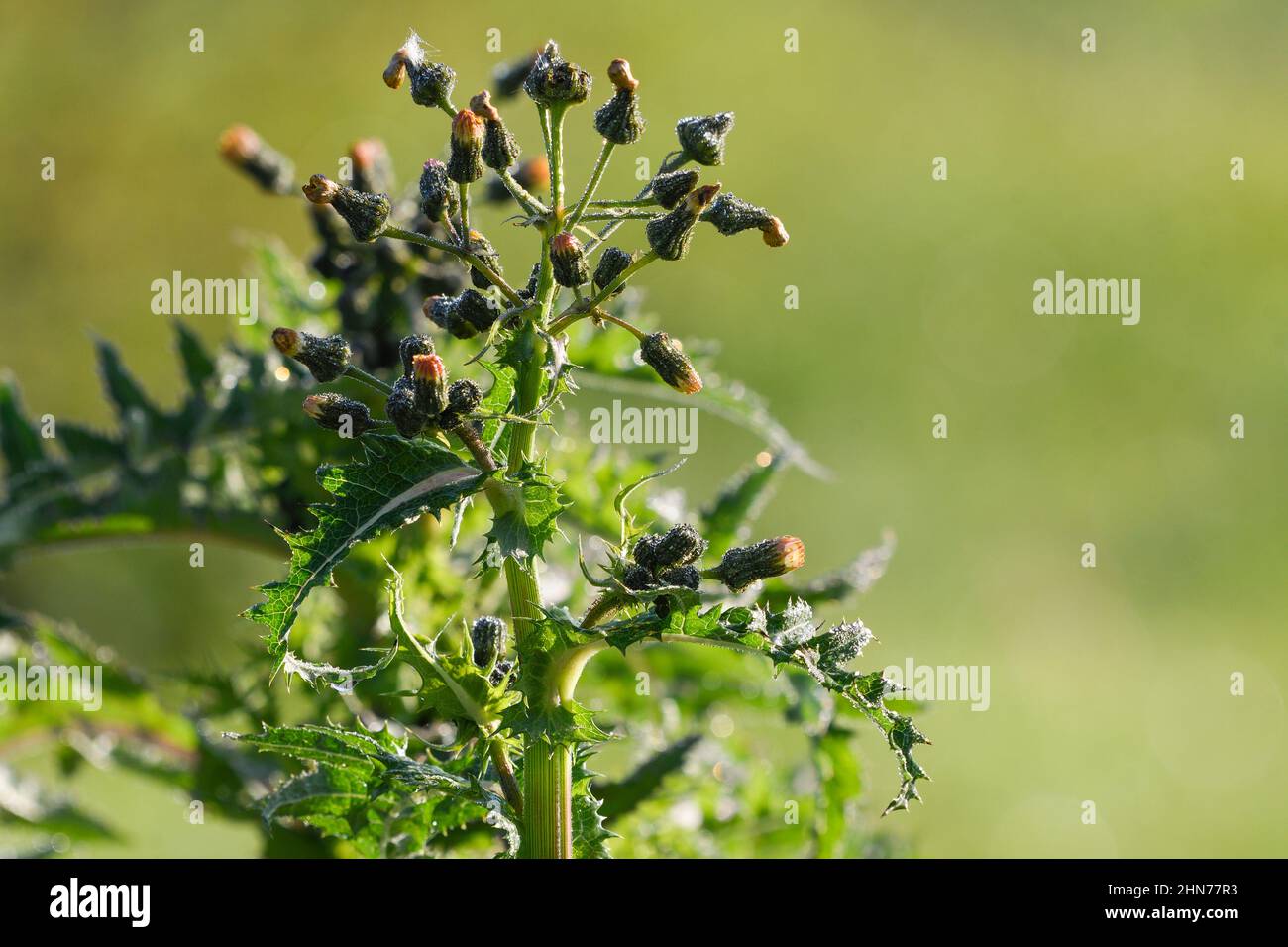 closeup of a sow thistle with flowers and drops of dew Stock Photo