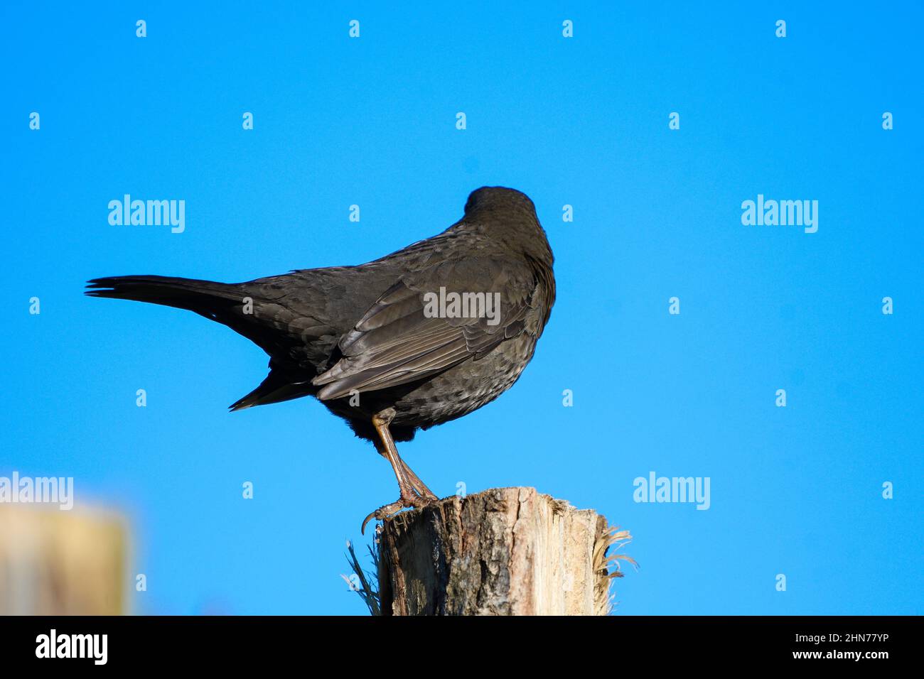Blackbird from the back perched on a stake Stock Photo