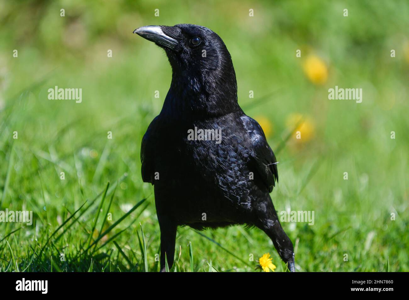closeup of a carrion crow perched in a meadow Stock Photo