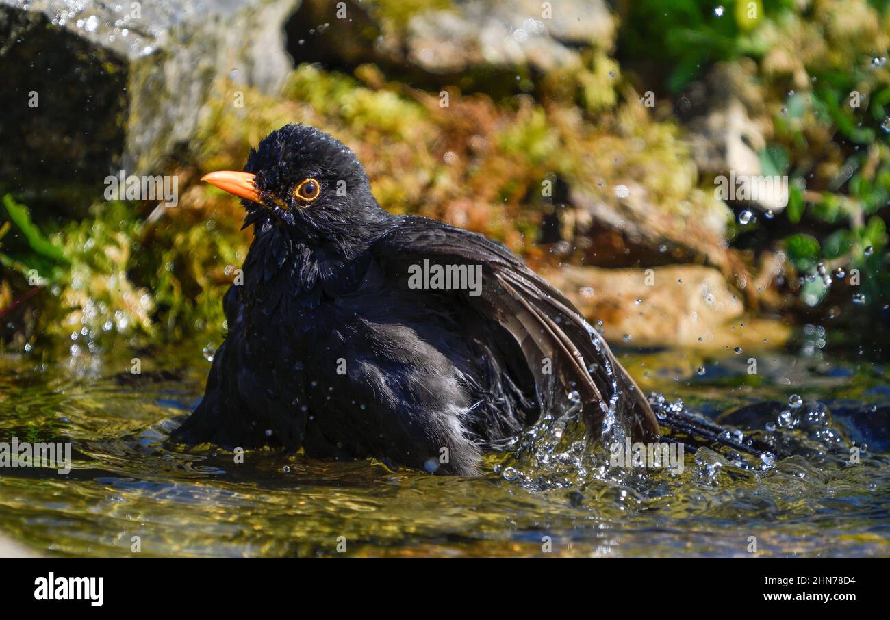 Common blackbird bathing in a river Stock Photo