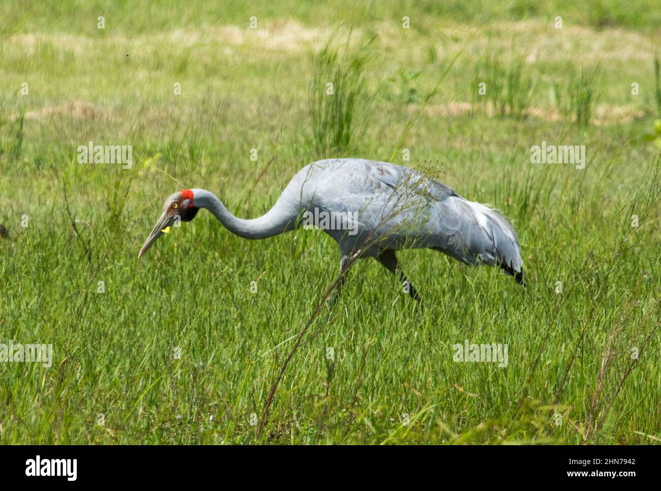 Large and beautiful Australian bird, Brolga, Grus rubicunda, Native Companion / Australian Crane, feeding in green pasture Stock Photo