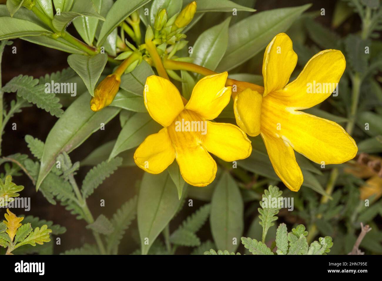 Bright yellow flowers of Allamanda cathartica ‘Silver Sunee’, an evergreen shrub, on background of grey / green leaves Stock Photo