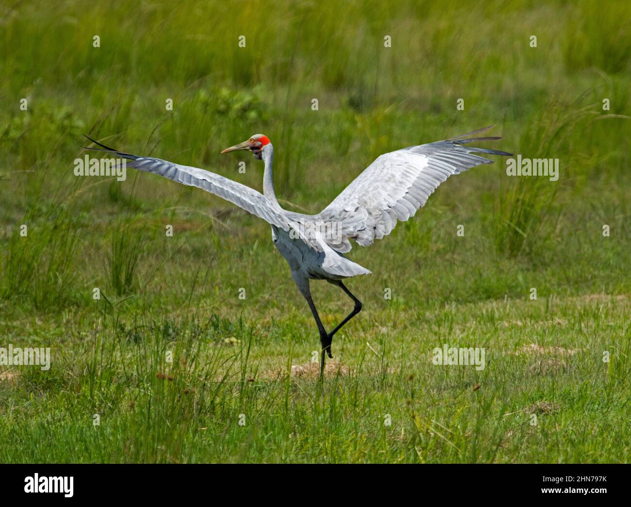 Beautiful Australian bird, Brolga, Grus rubicunda, Native Companion