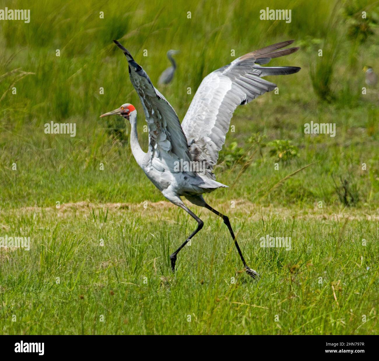 Large bird the brolga hi-res stock photography and images - Alamy